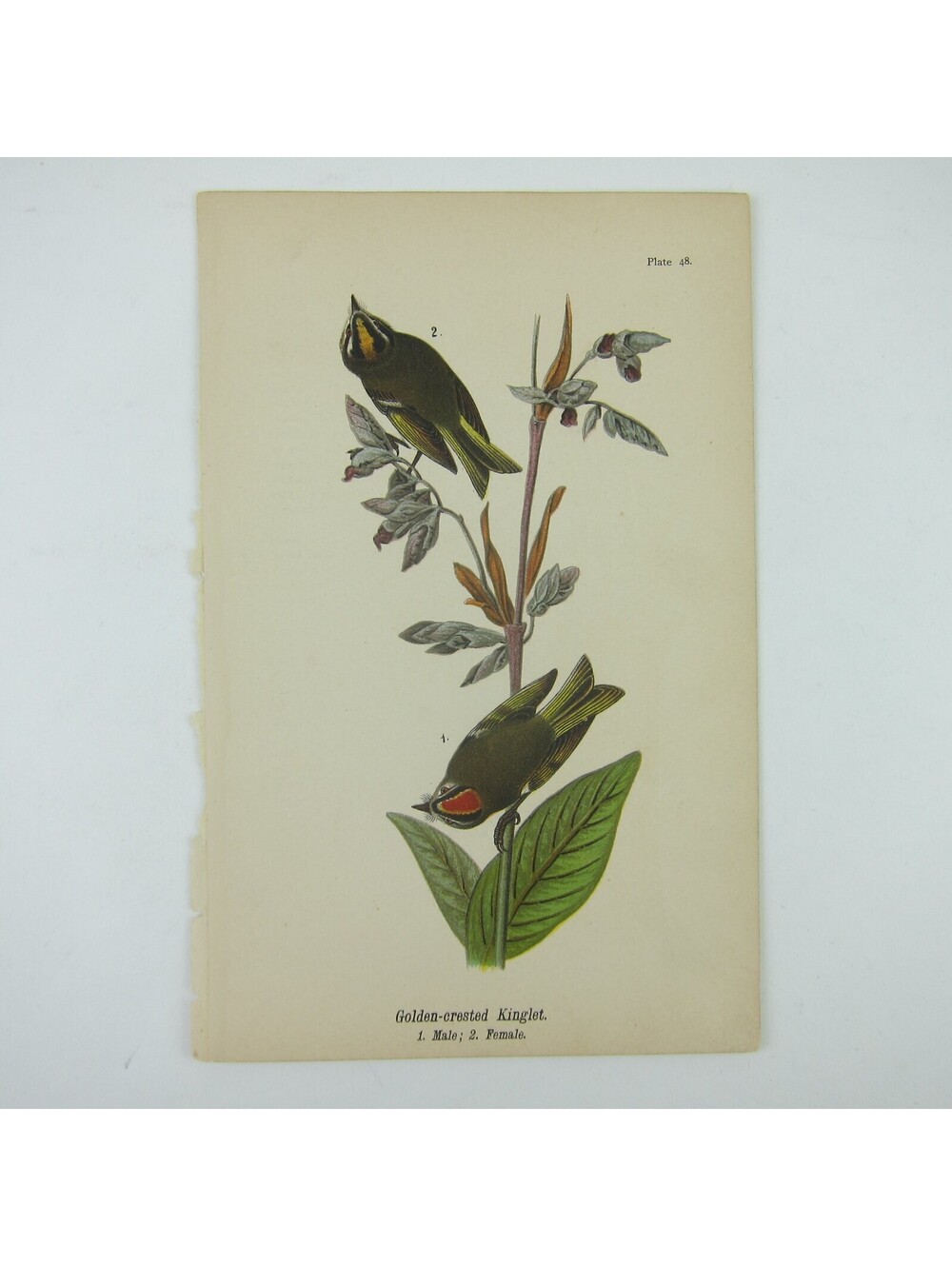 Bird Litho Print Golden-crested Kinglet After John James Audubon Antique 1890